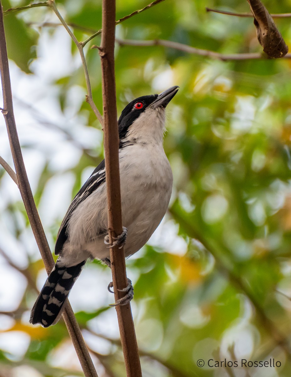 Great Antshrike - ML260484831