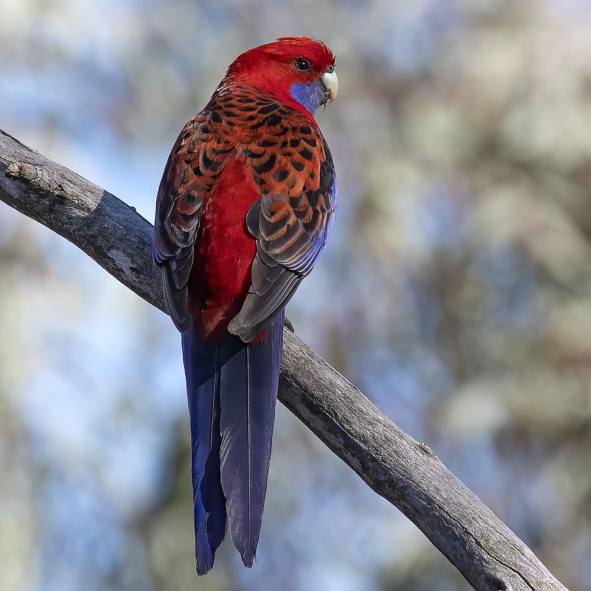 Crimson Rosella - ML260486151