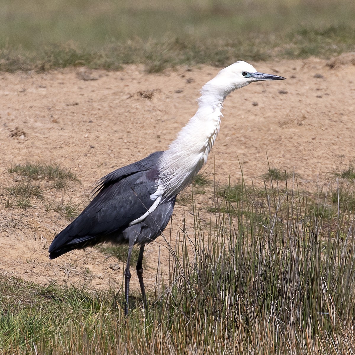 Pacific Heron - ML260486511