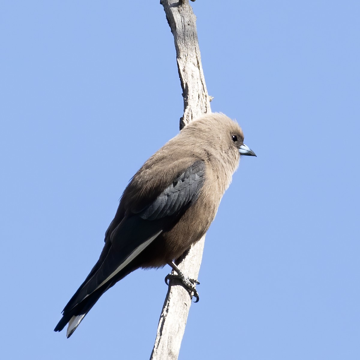 Dusky Woodswallow - ML260486561