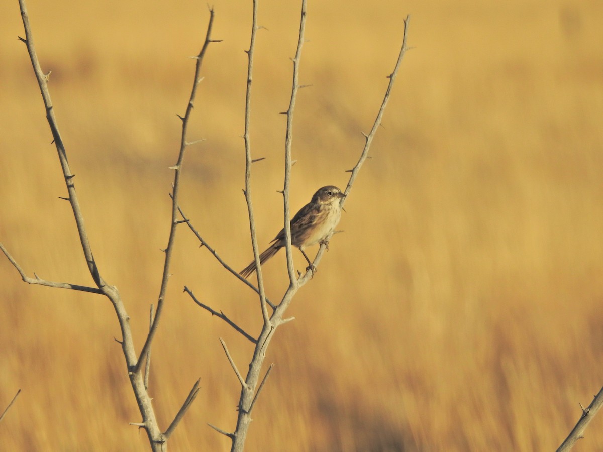 Sagebrush Sparrow - Steven Hromada