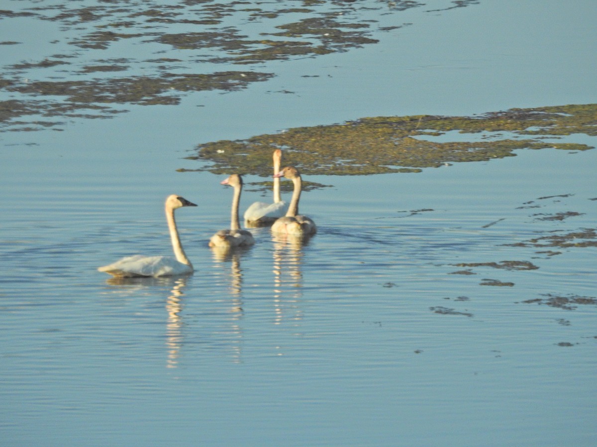 Trumpeter Swan - Steven Hromada