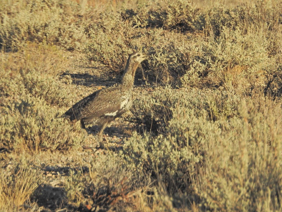 Beifußhuhn - ML260487191