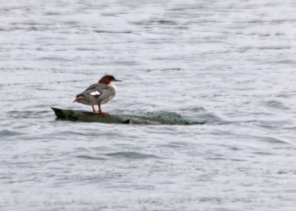 Common Merganser - Andrew S. Aldrich