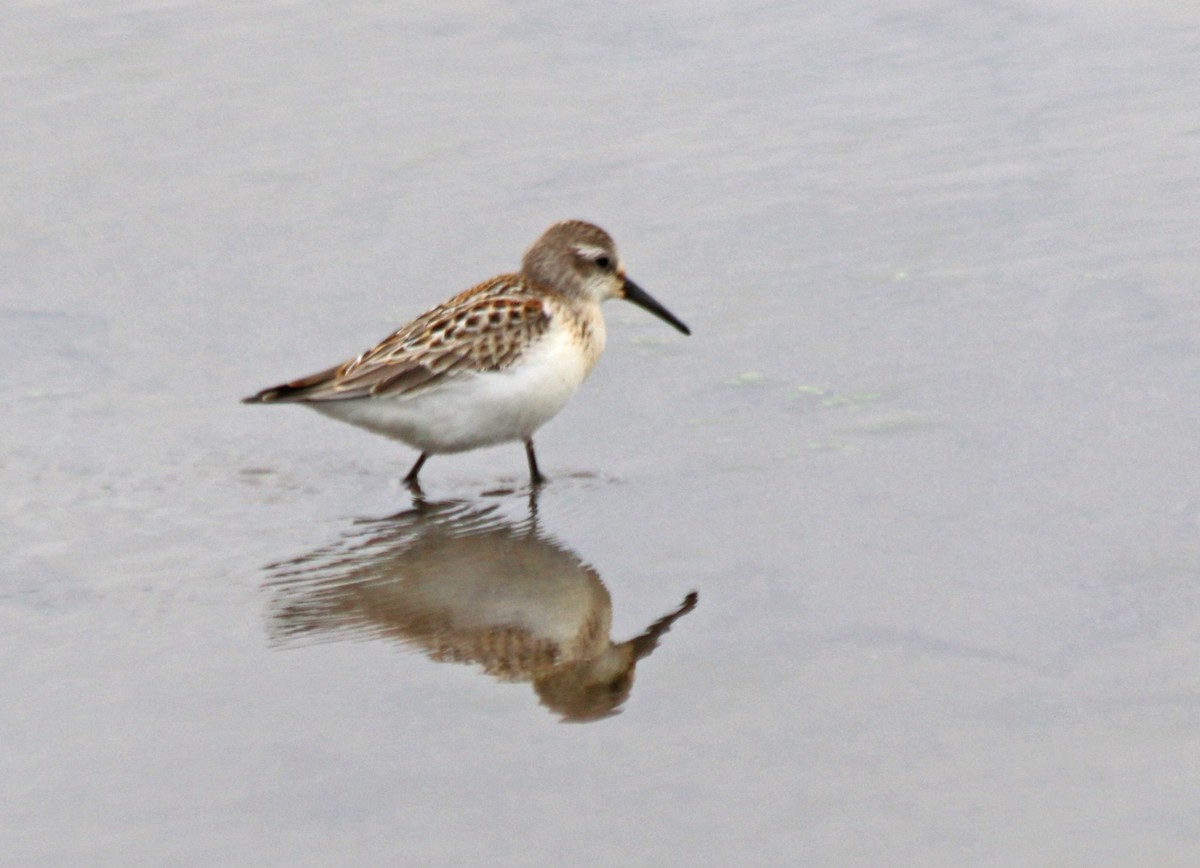 Western Sandpiper - Andrew S. Aldrich