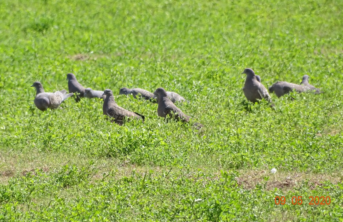 Pigeon tigré - ML260488131