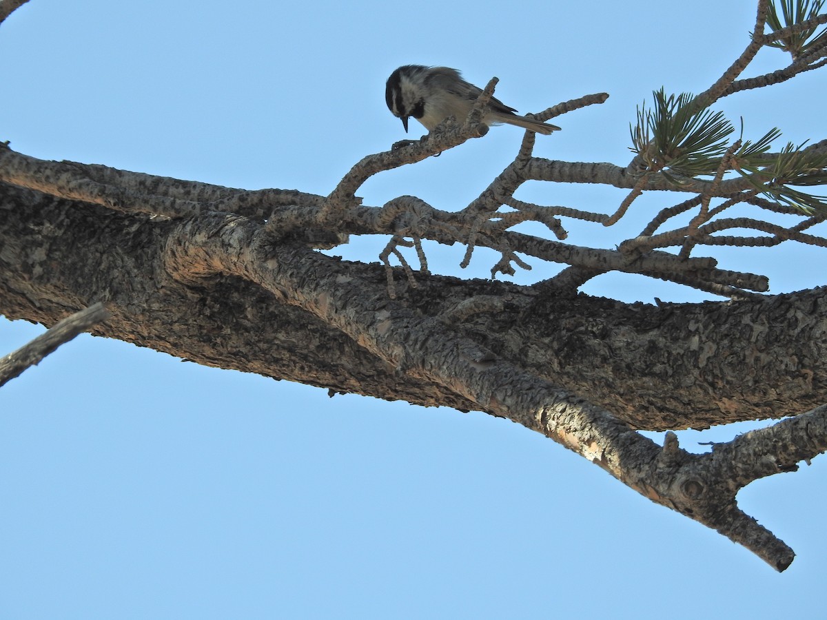 Mountain Chickadee - ML260488451