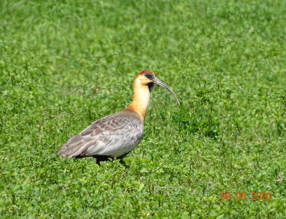 Black-faced Ibis - ML260488631