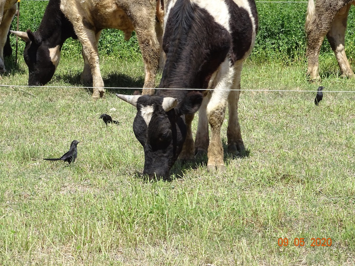 Groove-billed Ani - ML260488741