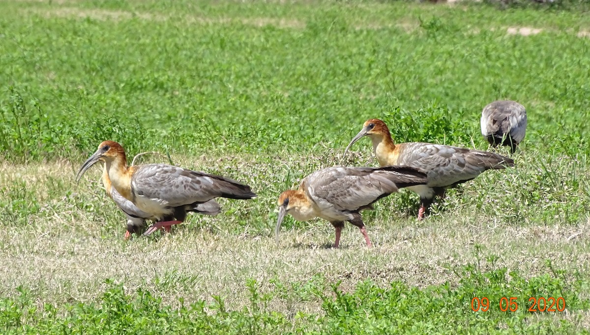 ibis šedokřídlý - ML260489031