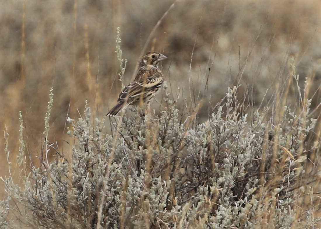 Lark Bunting - ML260489351