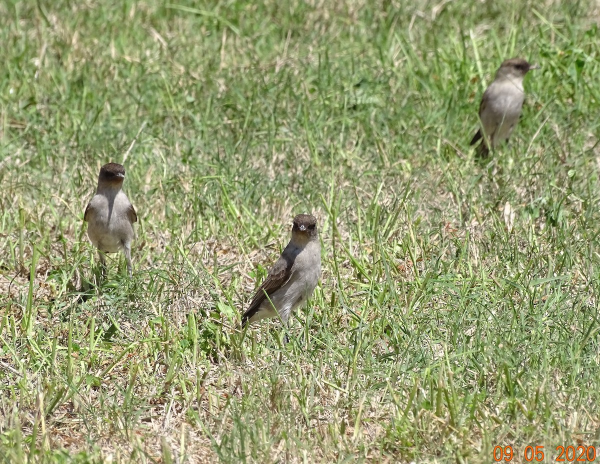 Dark-faced Ground-Tyrant - ML260489391