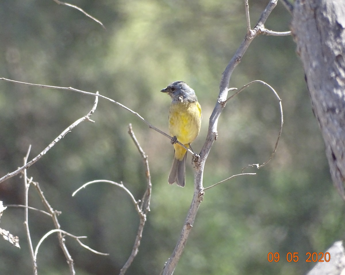 Blue-and-yellow Tanager - Charly Moreno Taucare