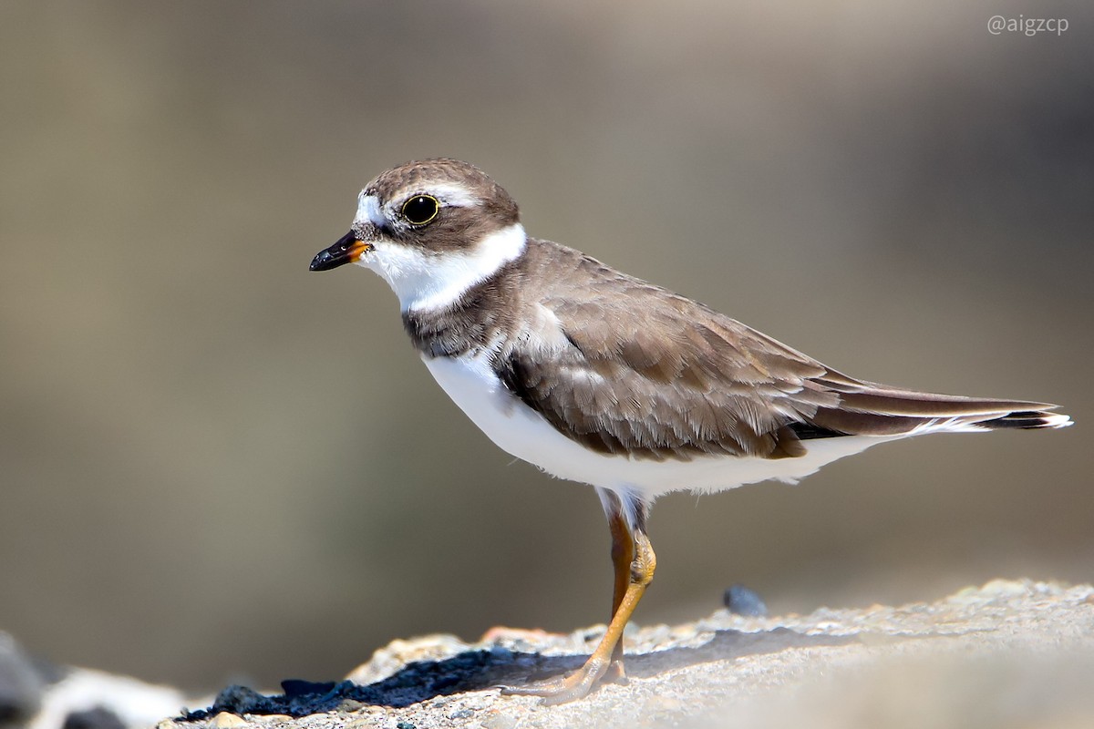 Semipalmated Plover - Aitor Gonzalo