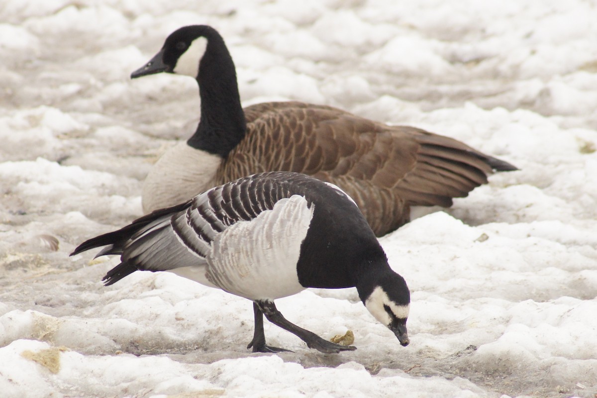 Barnacle Goose - ML26049231