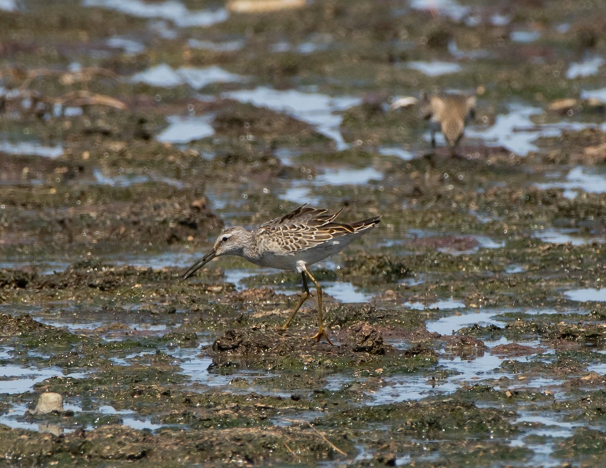 Bindenstrandläufer - ML260493961