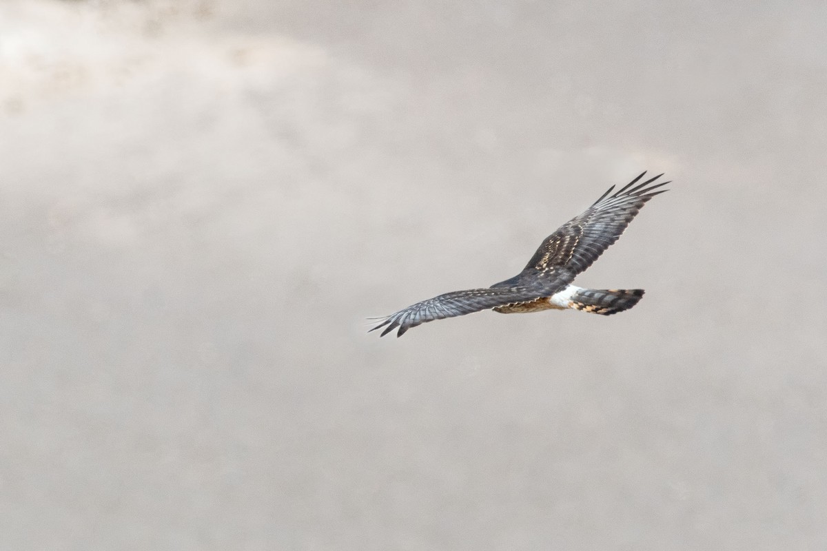 Cinereous Harrier - ML260494851