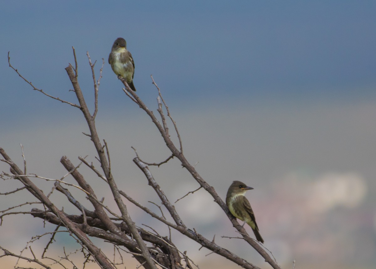 Olive-sided Flycatcher - ML260495131