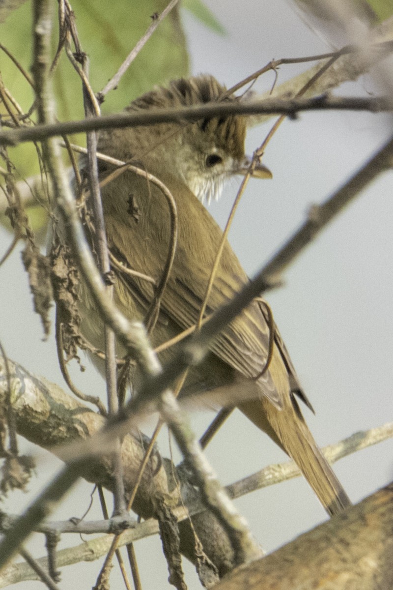 Thick-billed Warbler - ML260496001