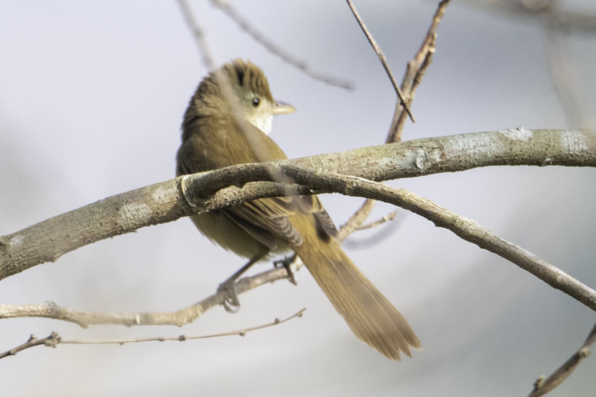 Thick-billed Warbler - ML260496091