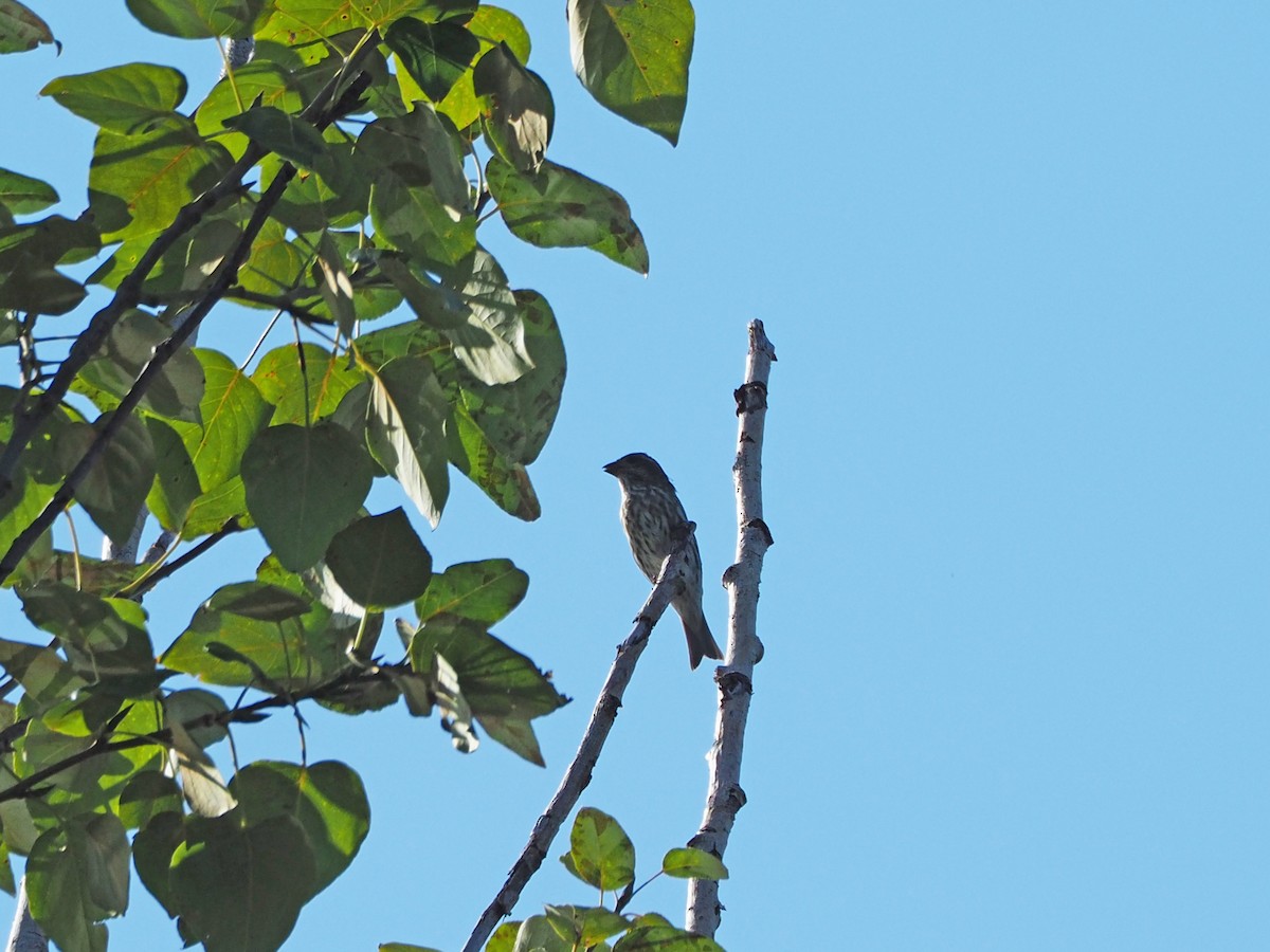 Purple Finch - ML260496941