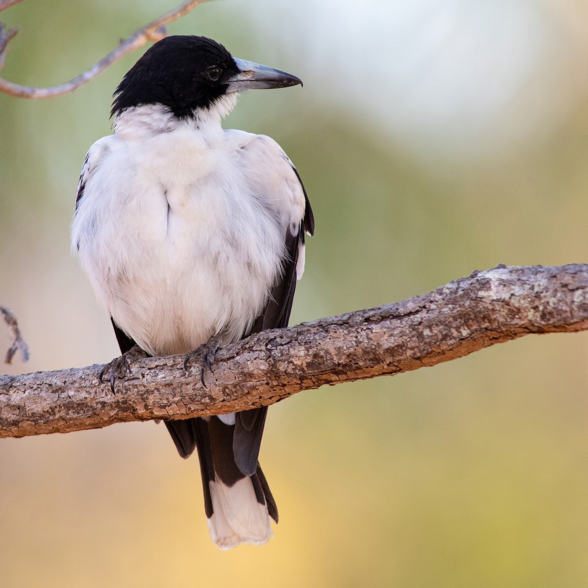 Black-backed Butcherbird - ML260498041