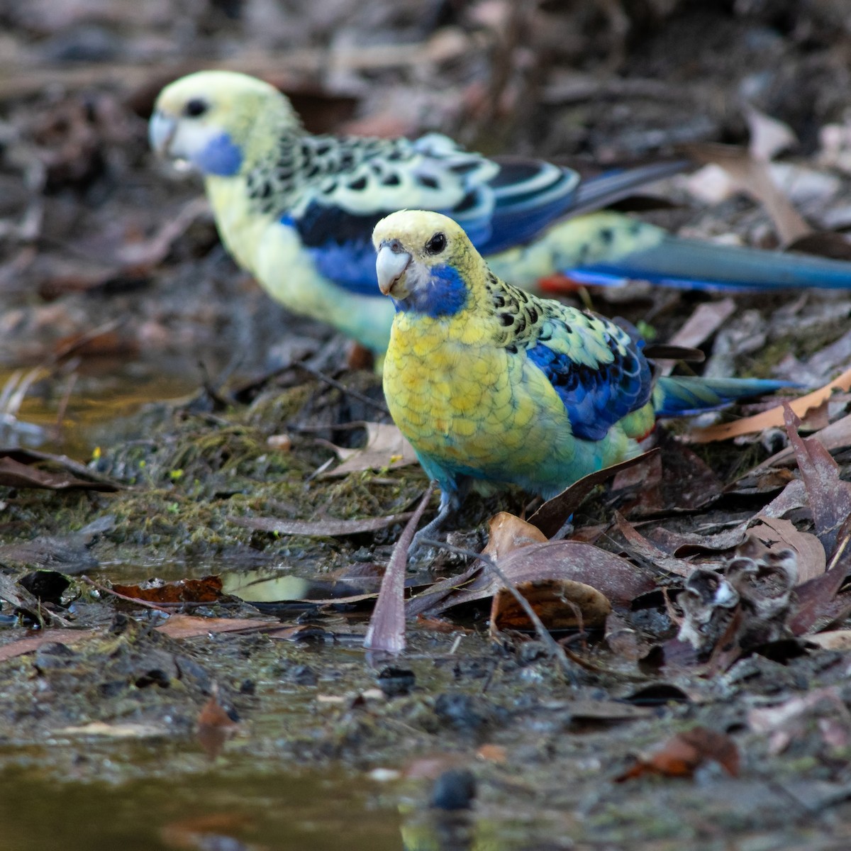 Pale-headed Rosella - ML260498121