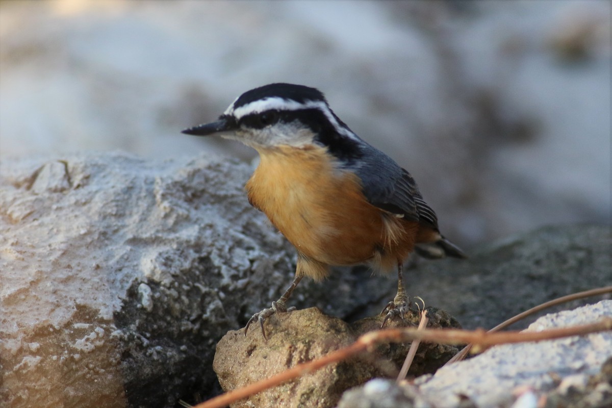 Red-breasted Nuthatch - Michael Bernard