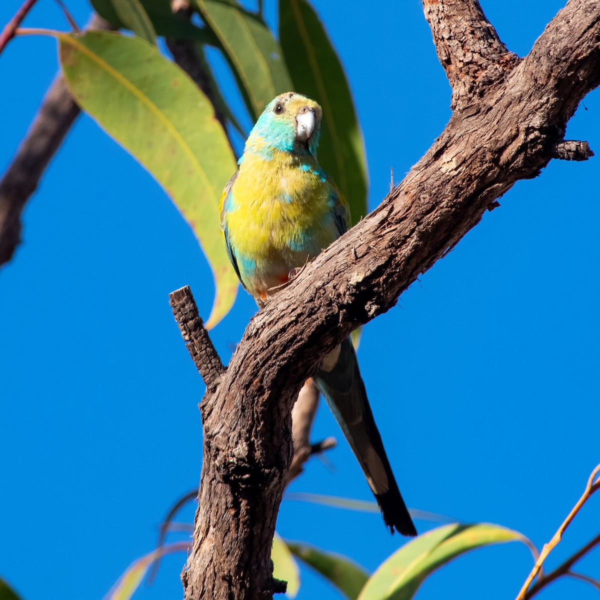 Golden-shouldered Parrot - ML260498841