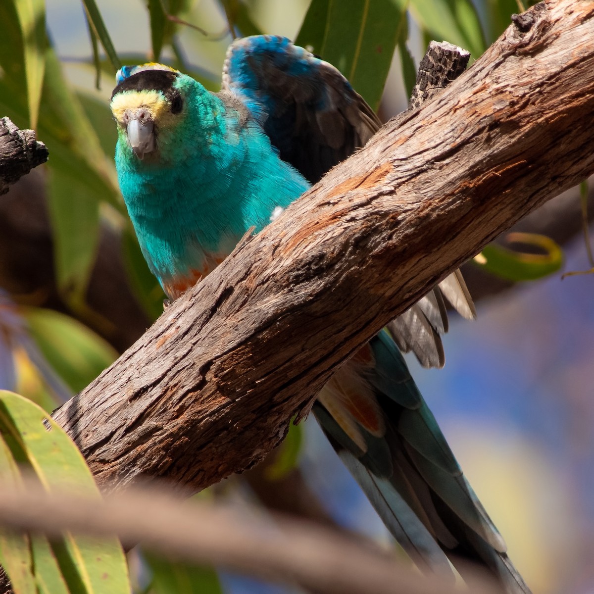 Golden-shouldered Parrot - ML260498851