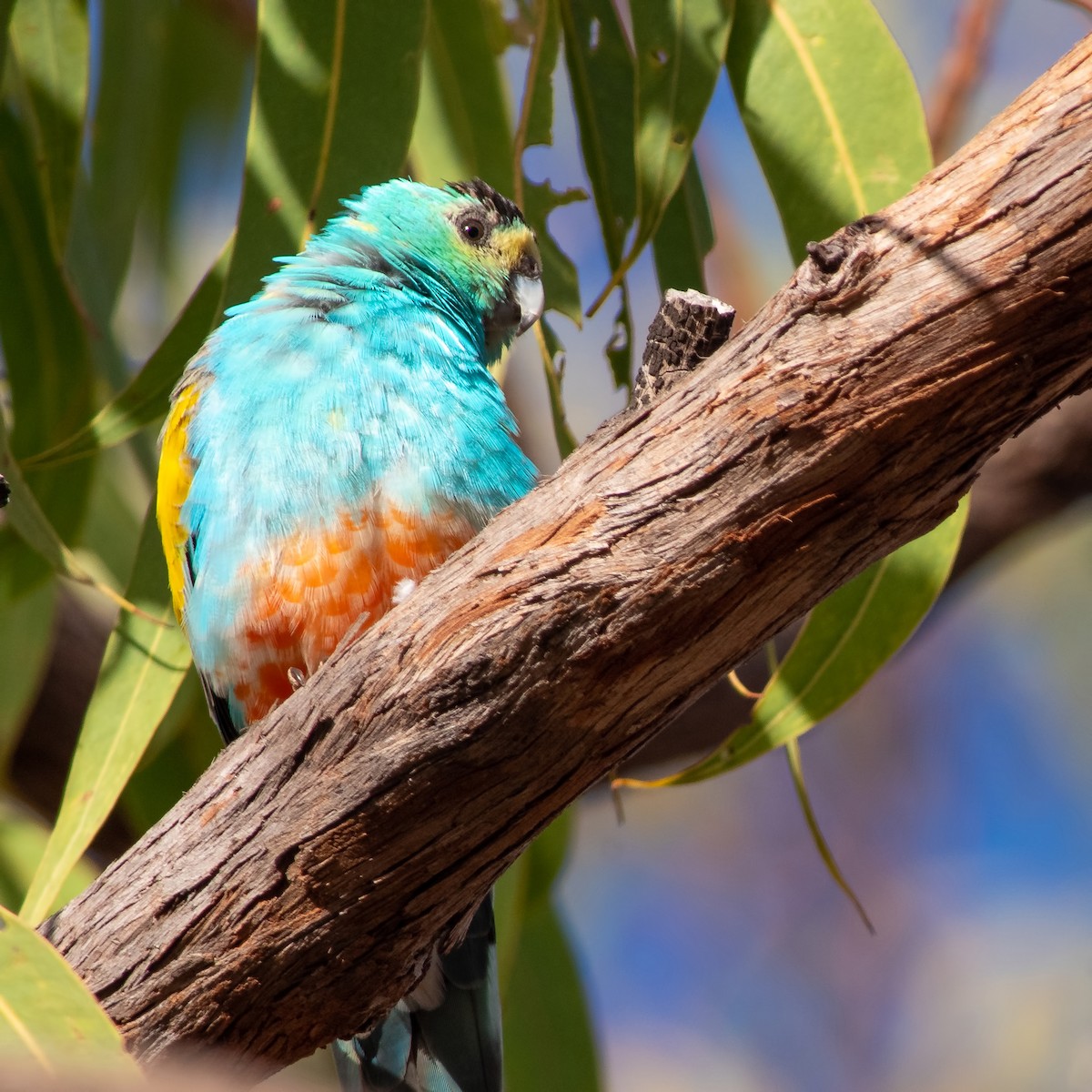 Golden-shouldered Parrot - ML260498881