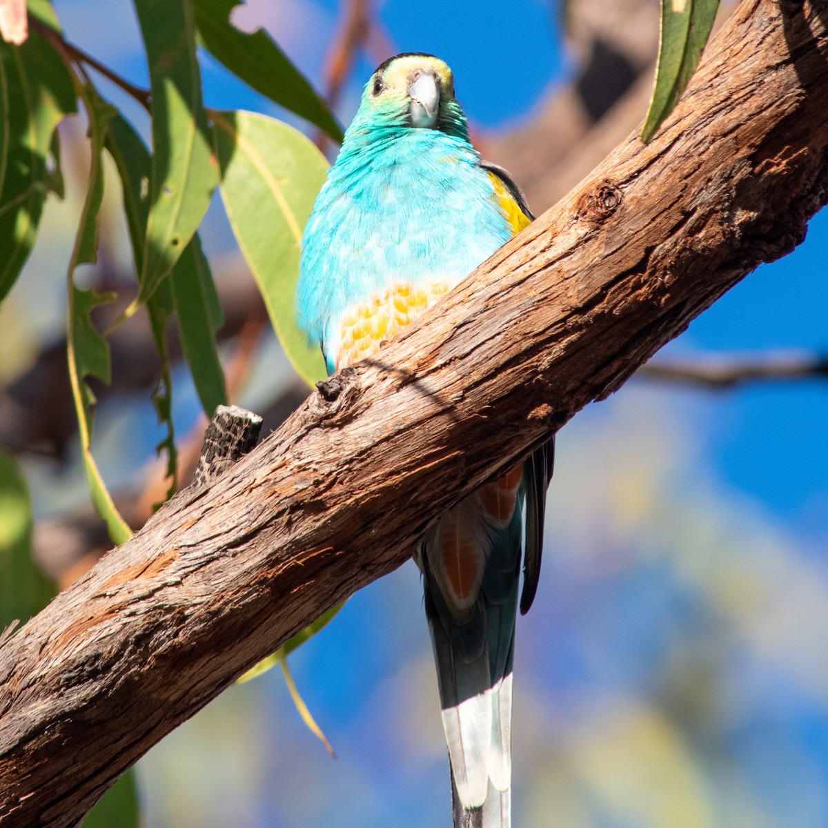 Golden-shouldered Parrot - ML260498891