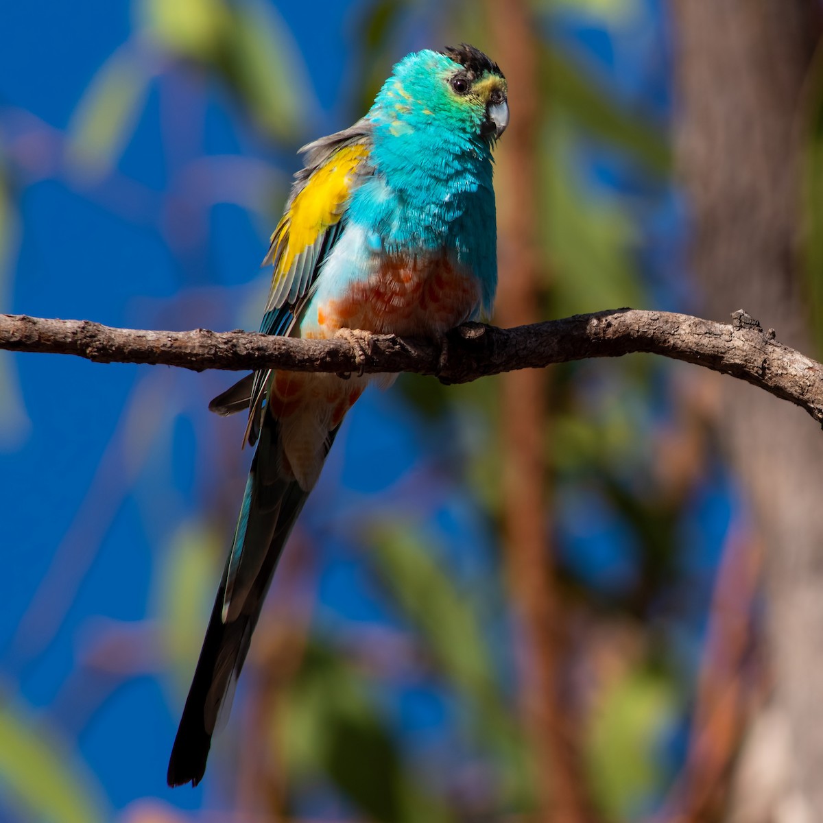 Golden-shouldered Parrot - ML260498951