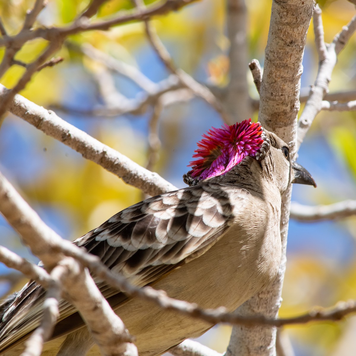 Great Bowerbird - ML260500061