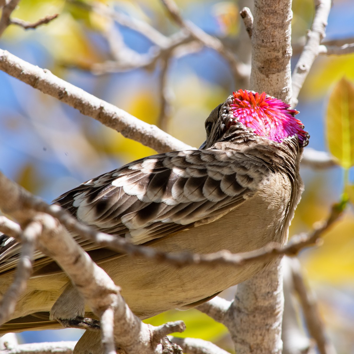 Great Bowerbird - ML260500071