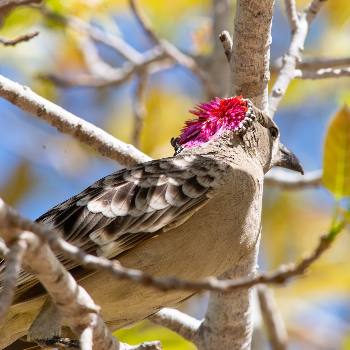 Great Bowerbird - ML260500091