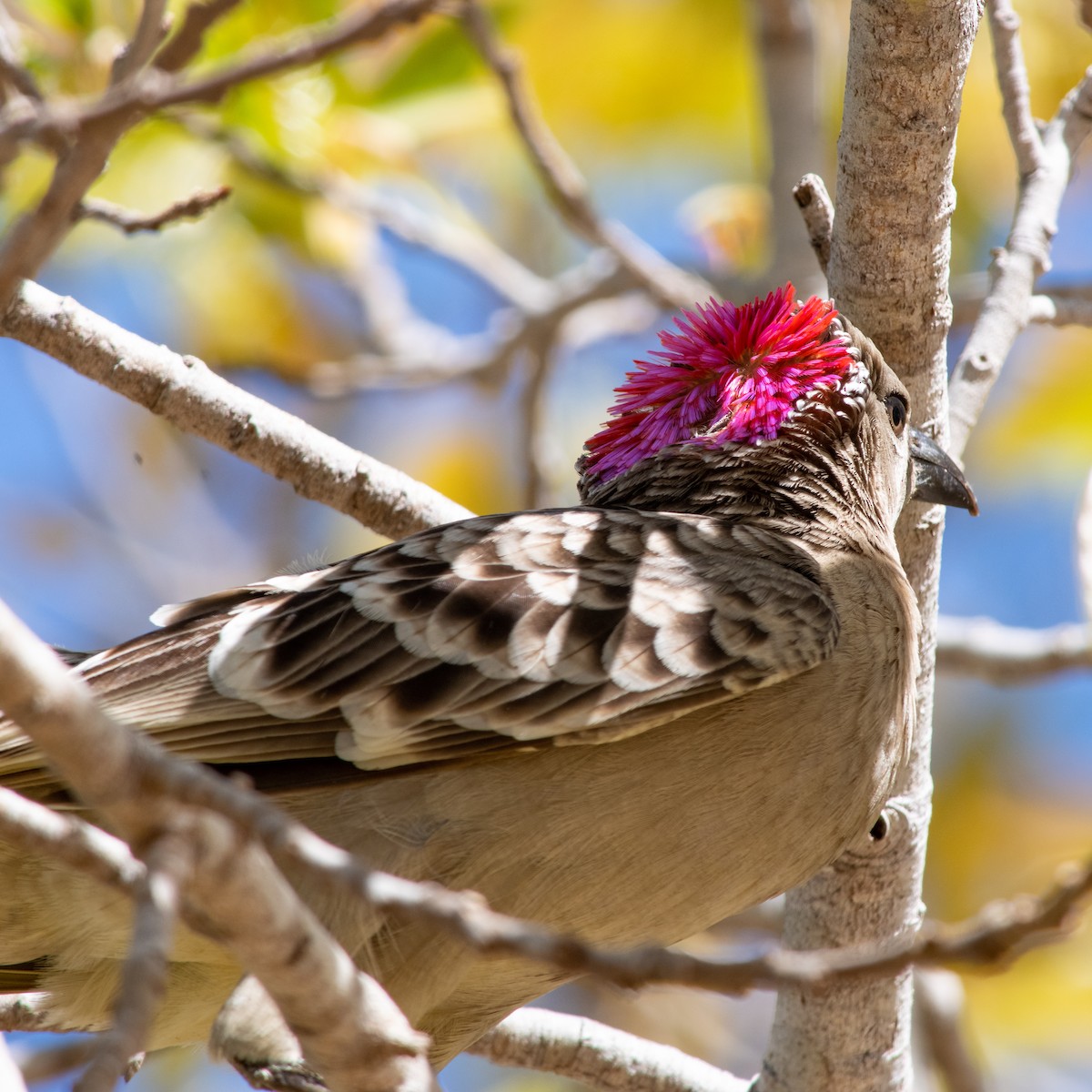 Great Bowerbird - ML260500131