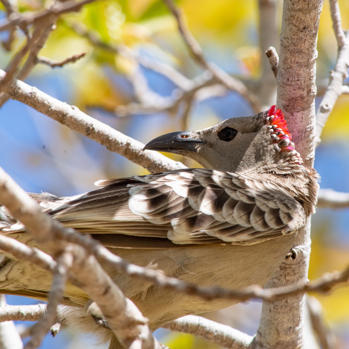 Great Bowerbird - ML260500161