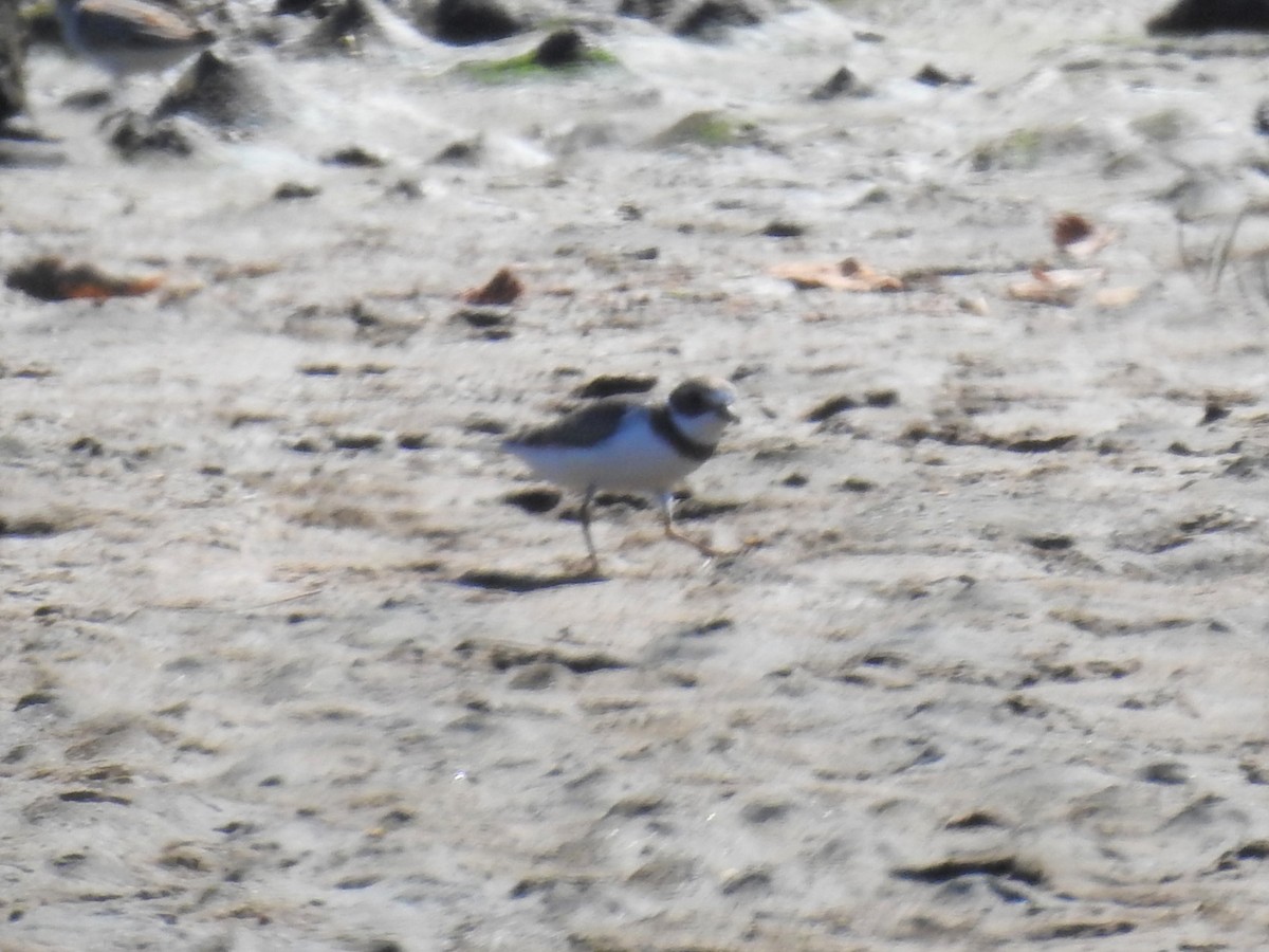Semipalmated Plover - ML260500221