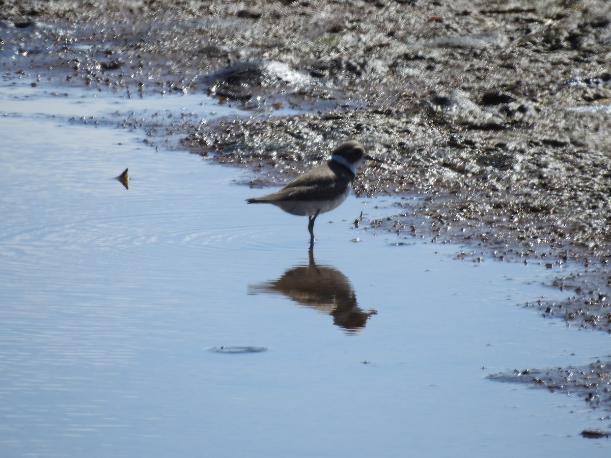 Semipalmated Plover - ML260500551