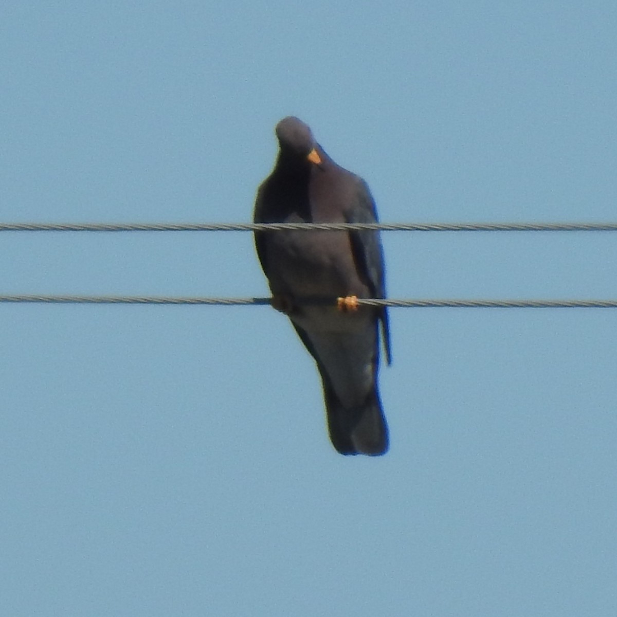 Band-tailed Pigeon - ML260500681