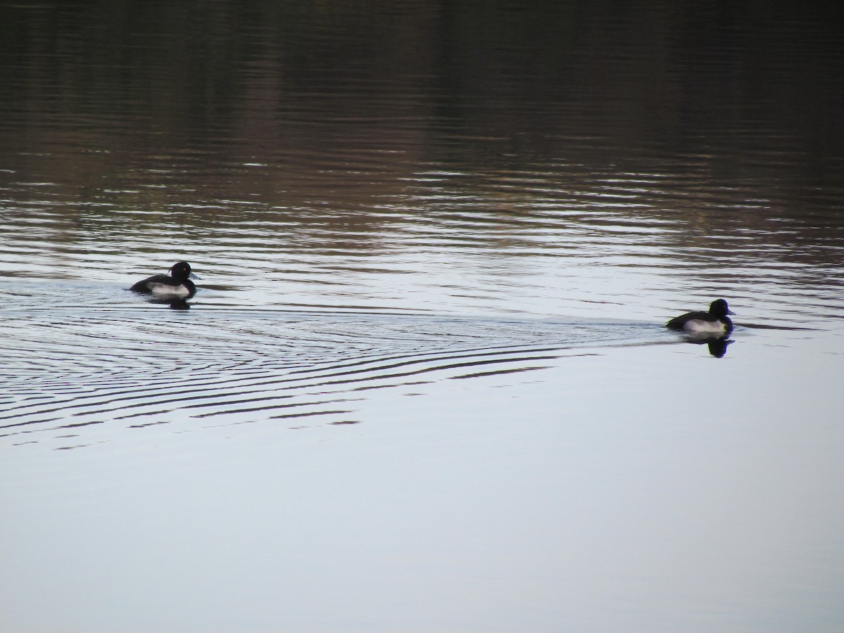 Tufted Duck - ML26050141