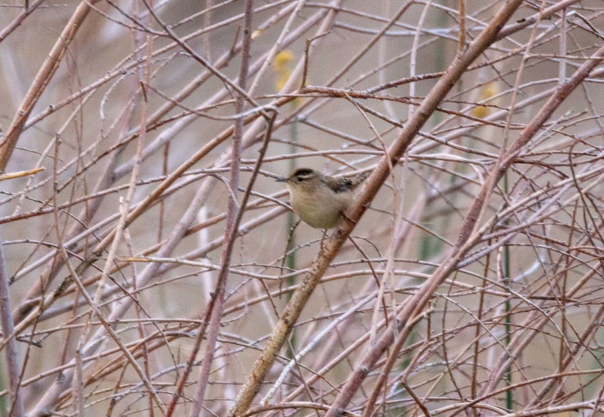 Marsh Wren (plesius Group) - Joe Tuvell