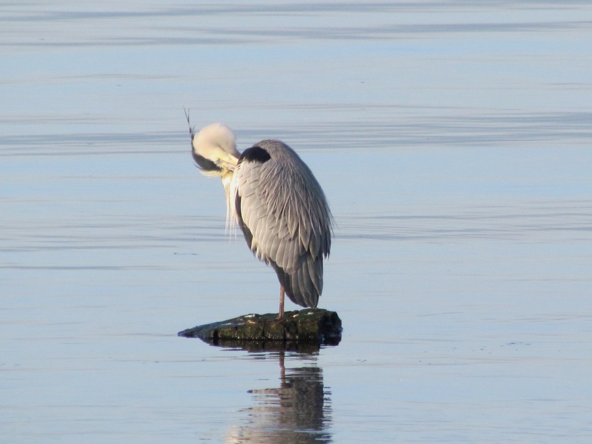 Gray Heron - ML26050281