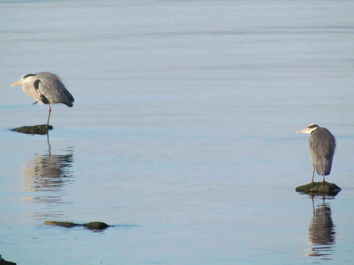 Gray Heron - ML26050301