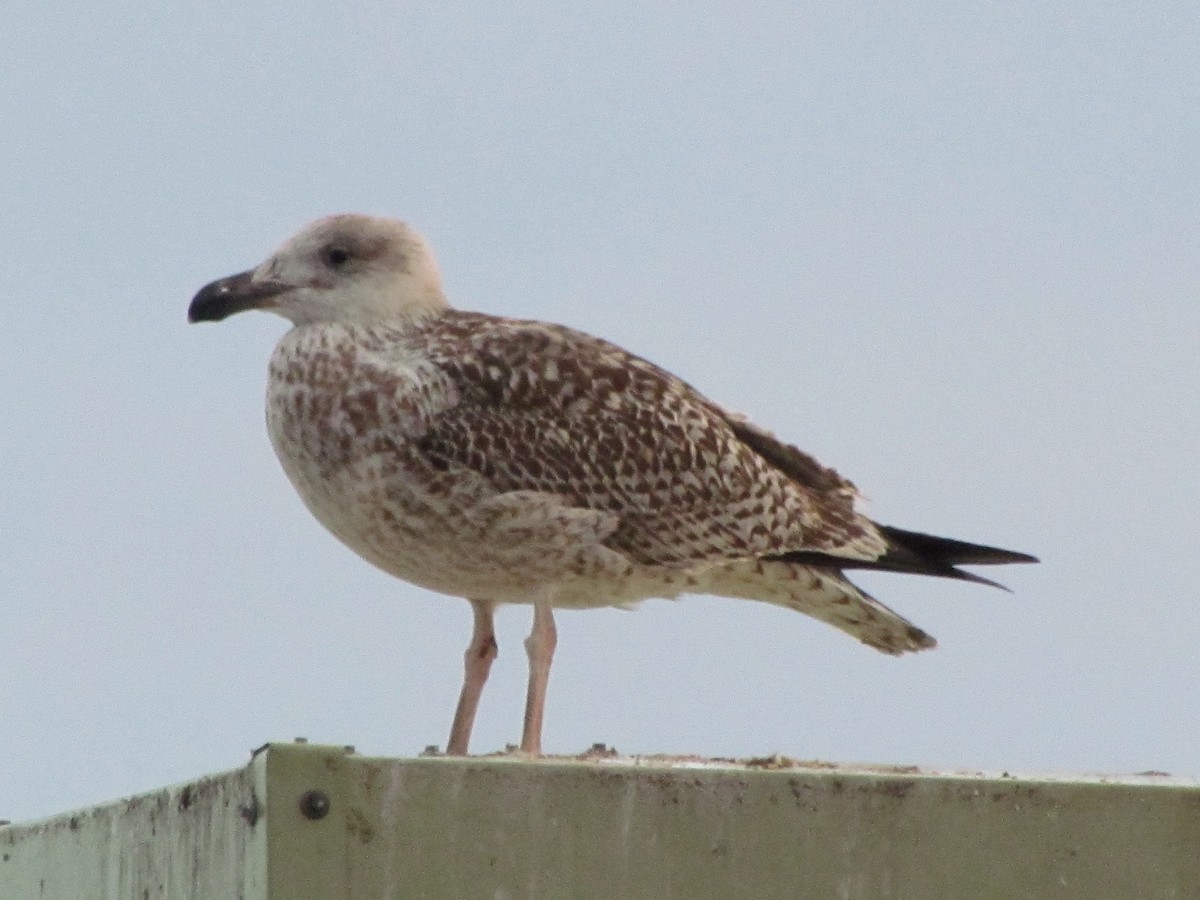 Great Black-backed Gull - ML26050321