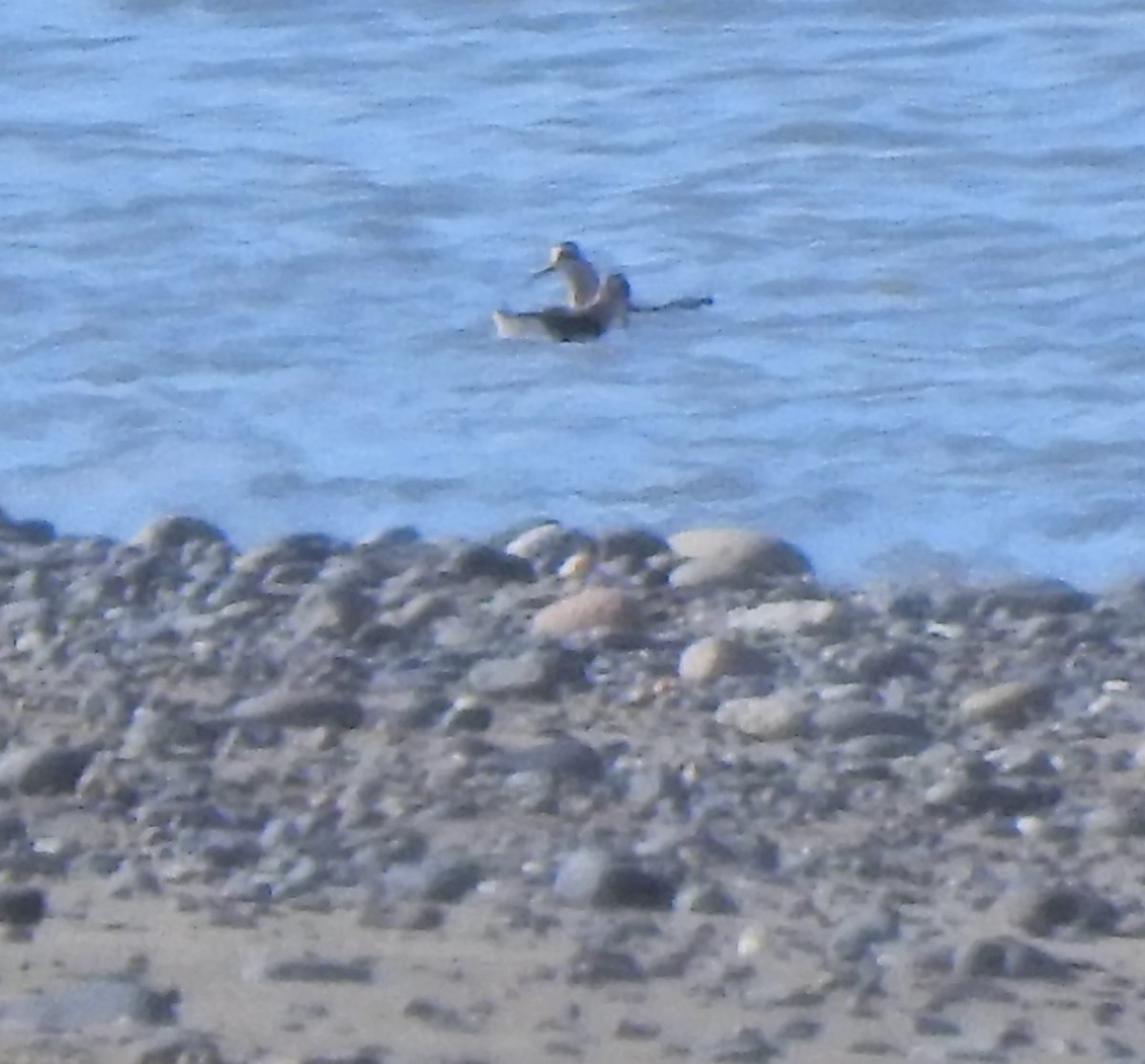 Red-necked Phalarope - ML260503291