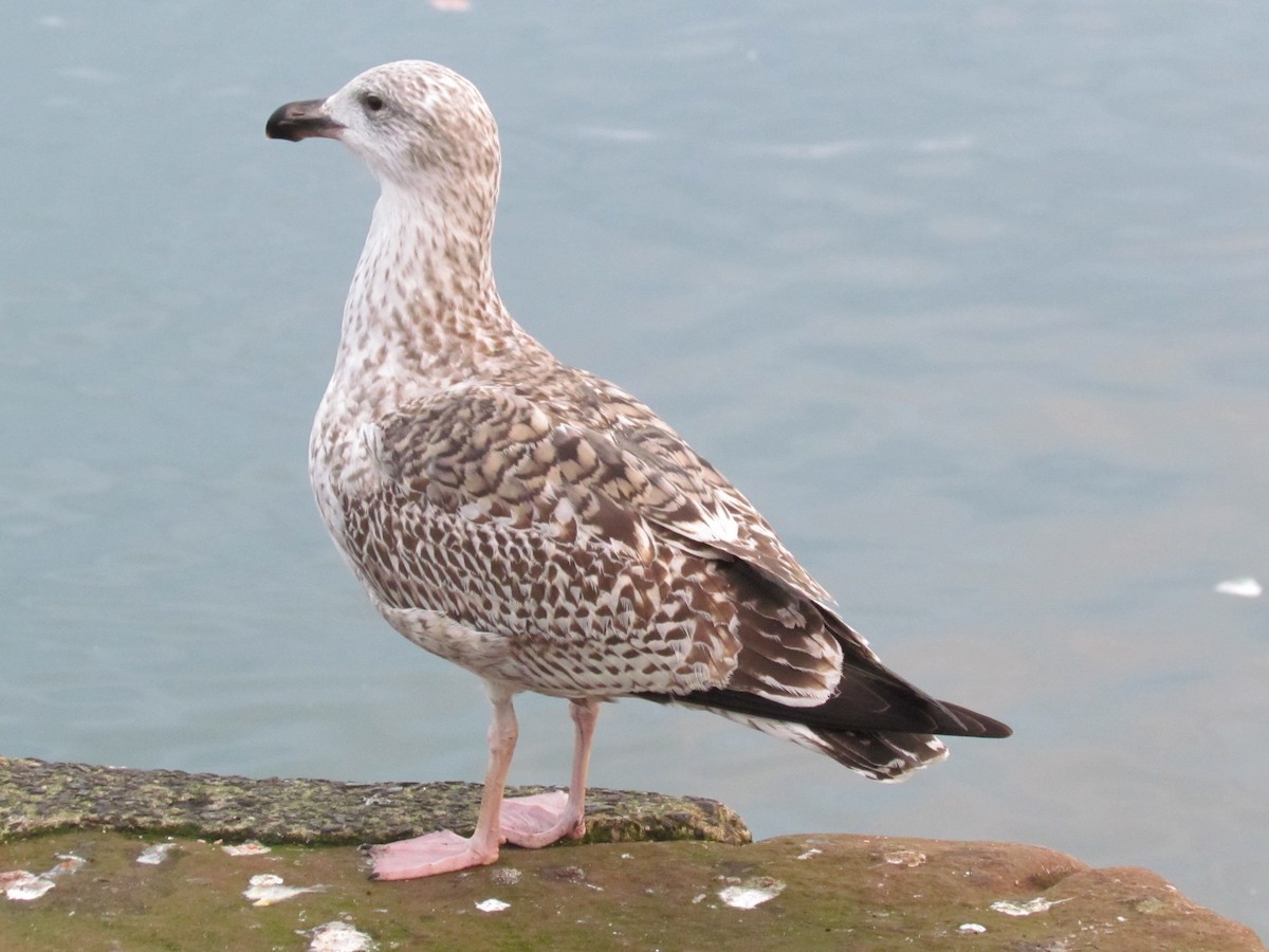 Great Black-backed Gull - ML26050331