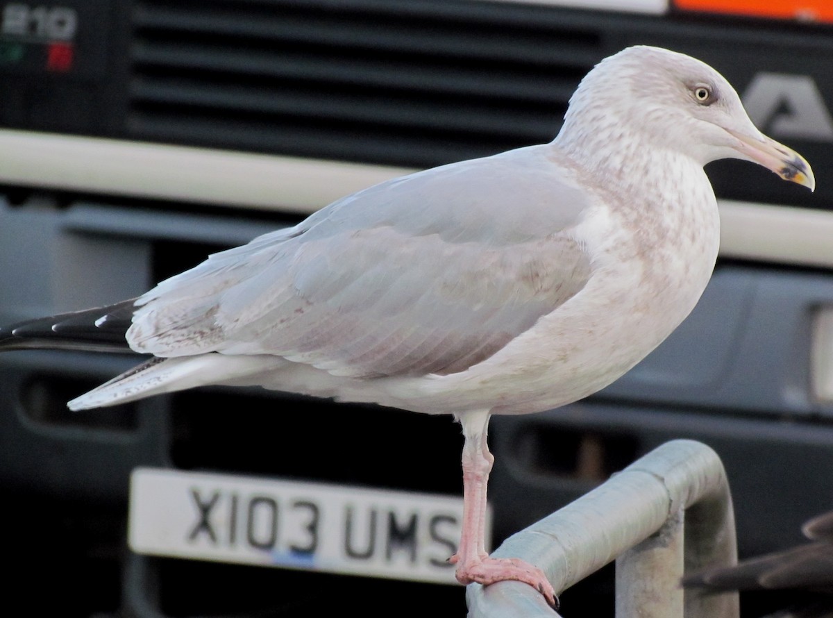 Herring Gull - ML26050381