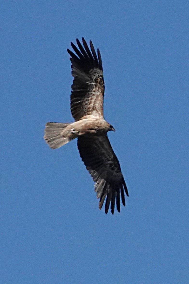 Whistling Kite - Peter Woodall